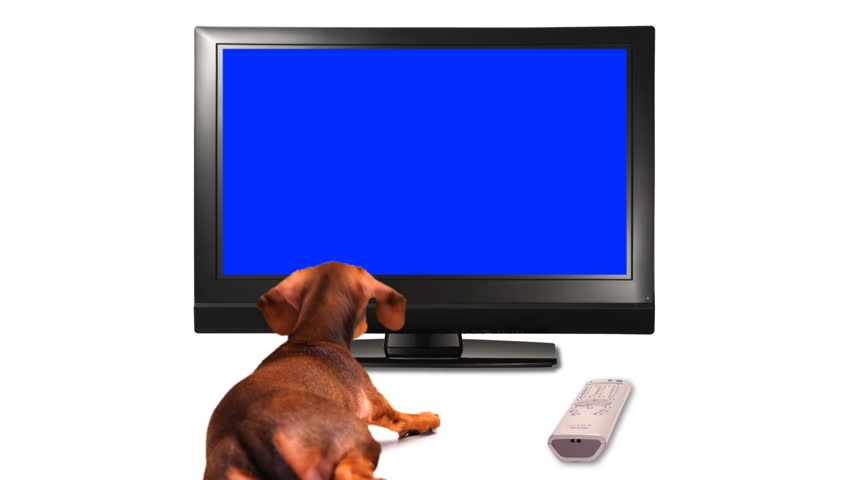 HD - Puppy is watching TV