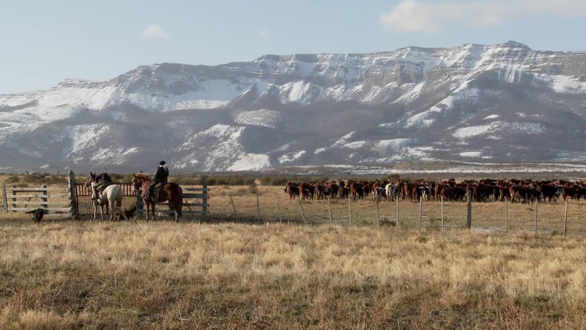 Gaucho cowboys from Argentina ride horses and watch over their fields and flocks.
