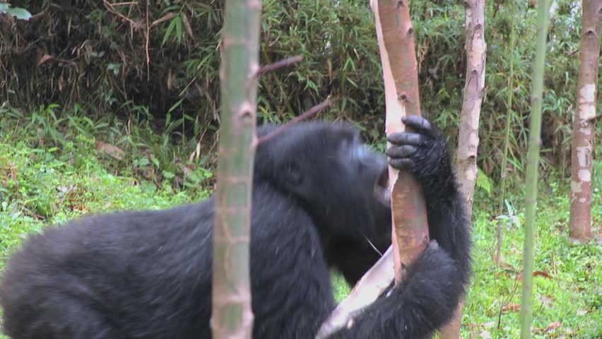 Mountain gorillas feed in a eucalyptus grove in Rwanda.