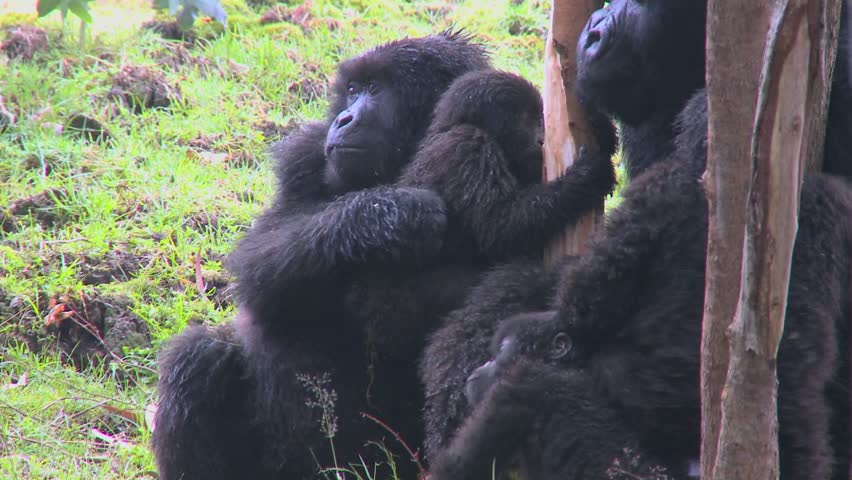 A family of mountain gorillas in Rwanda.
