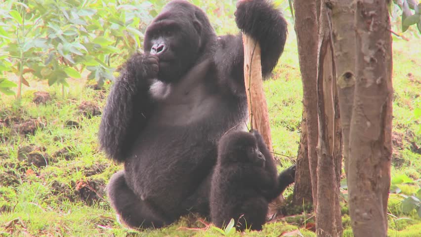 Mountain gorillas get high after eating the sap off eucalyptus trees in Rwanda.