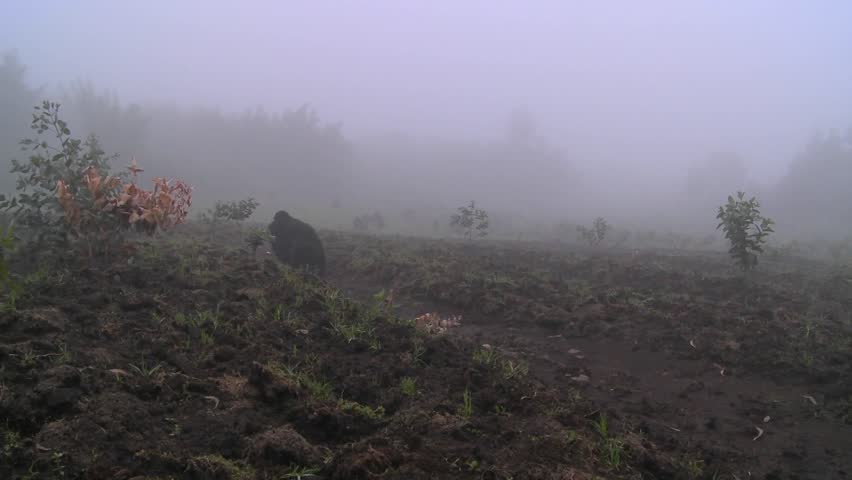 Gorilla and baby walk through farmers fields in the mist in Rwanda.