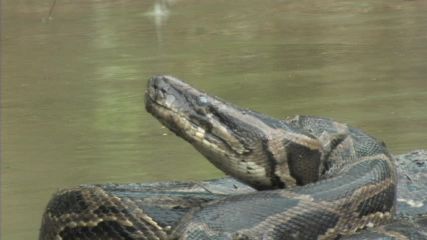 Aggressive python