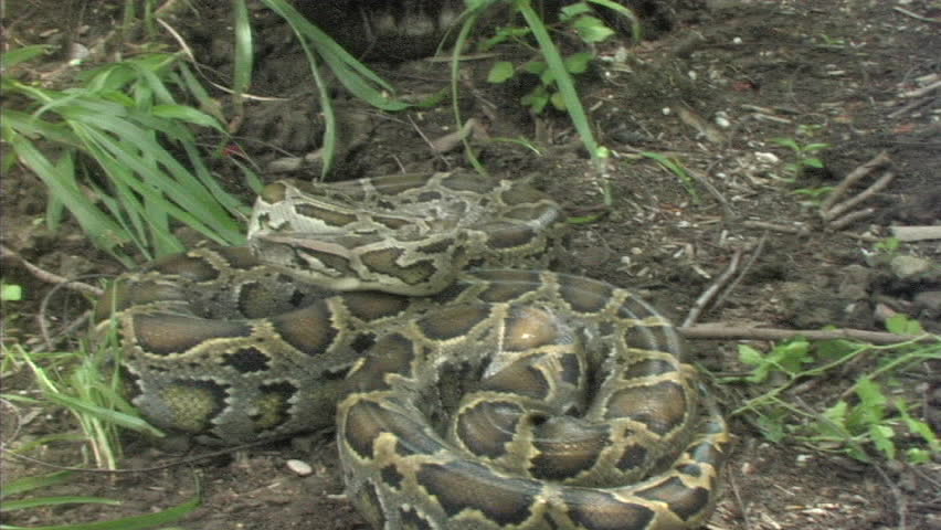 Aggressive python