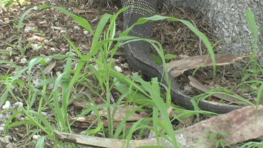 Black throat monitor tries climbing tree