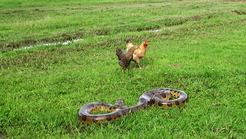 chicken and Anaconda 