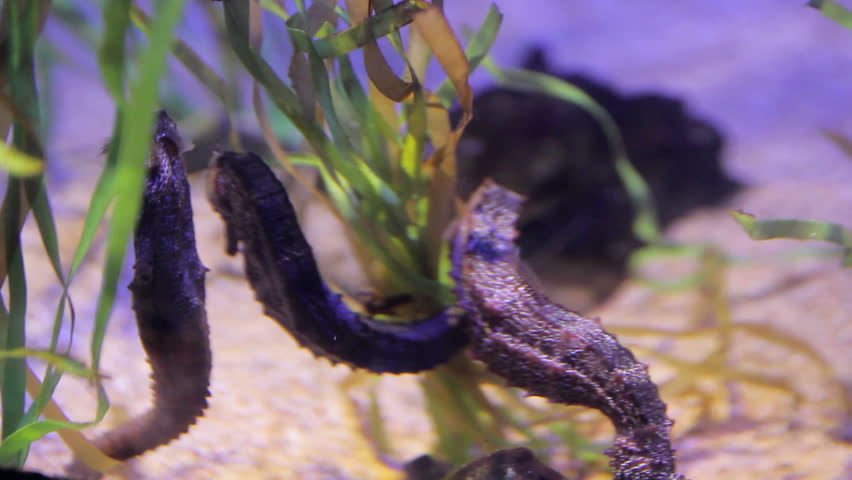 Seahorse