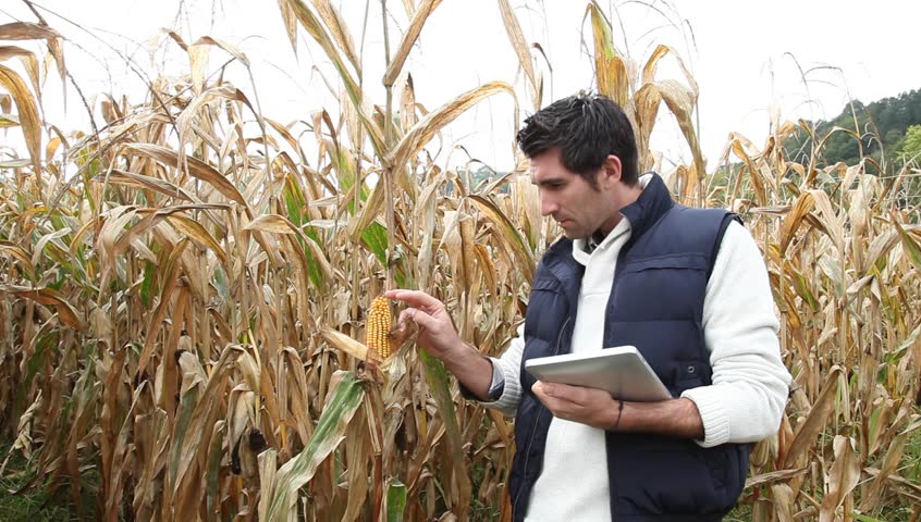 Agronomist analyzing cereals with electronic tablet