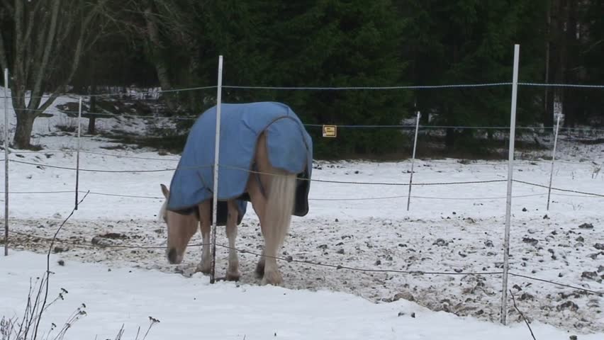 Horses in paddock surrounded by high voltage protected fence