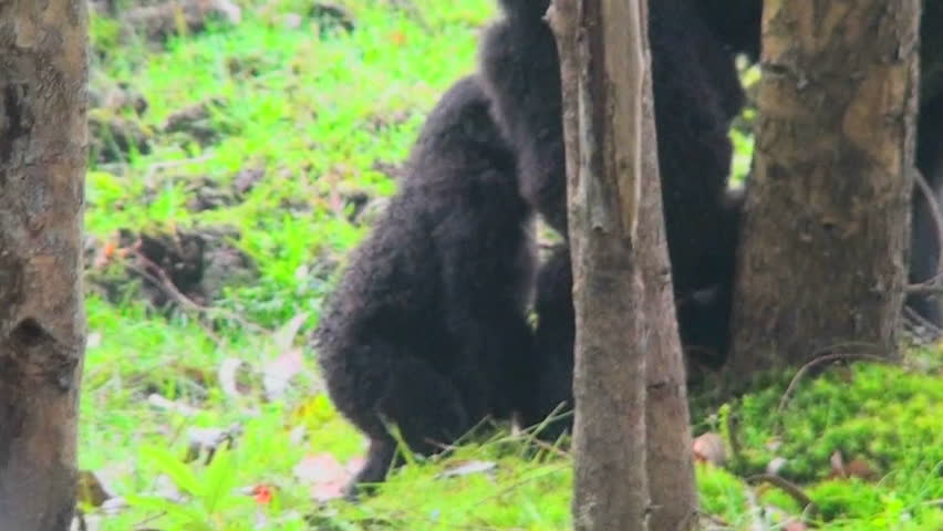 Baby gorillas play and fight in the jungles of Rwanda.