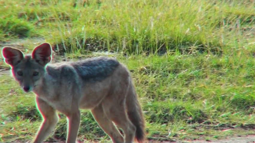 A jackal looks around curiously.
