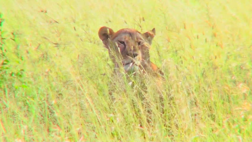 A lion hides and is camouflaged in tall yellow grass.