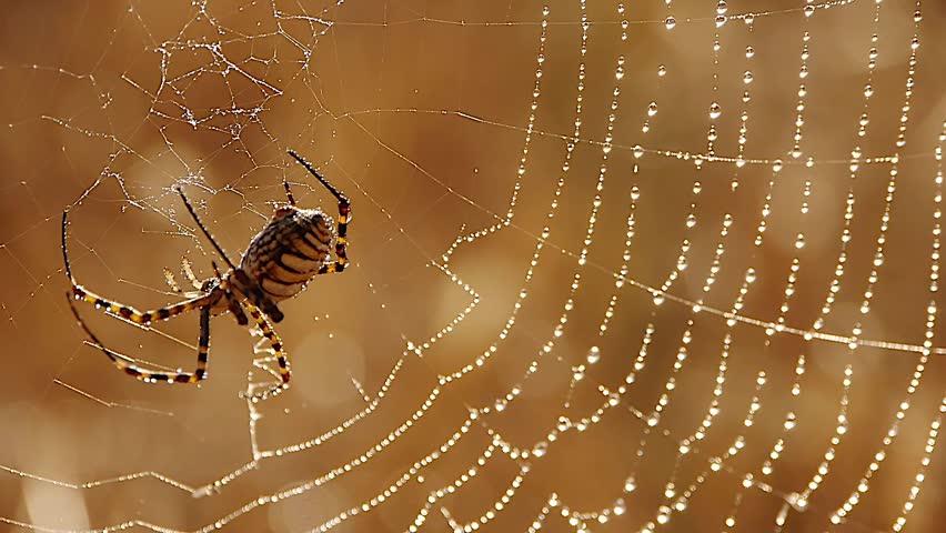spider silk and water