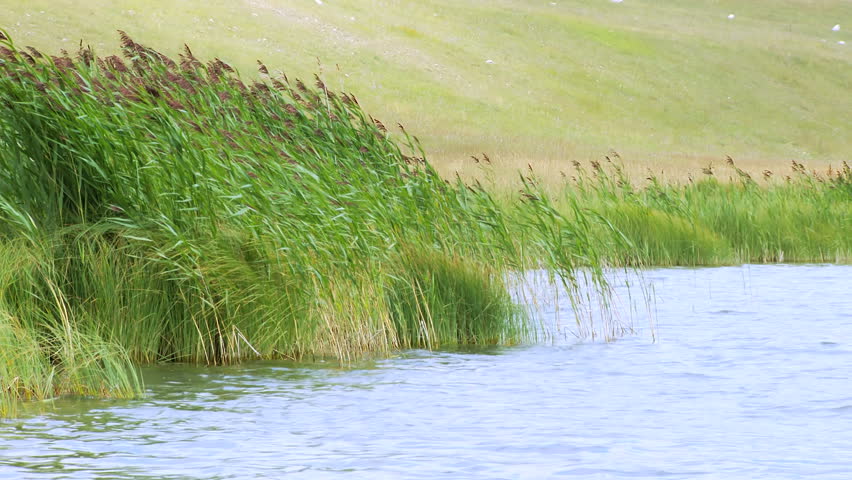 Lake with greenery around it