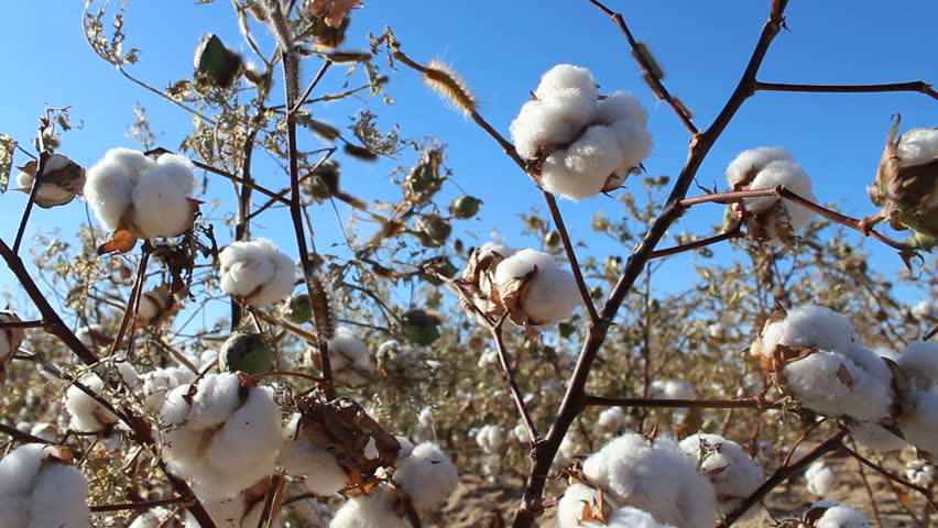 Man picks plump cotton from plant ready for harvest, despite presence of slatmarsh caterpillars that have devoured the leaves. 1080p