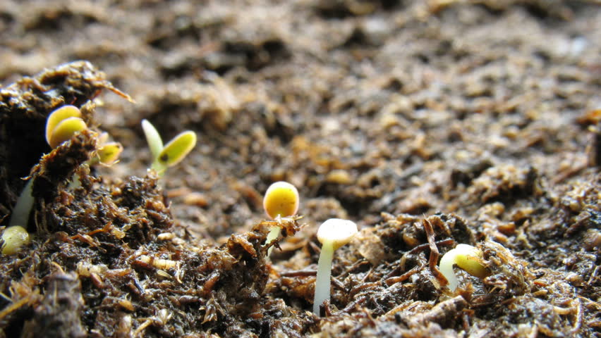 Growing seeds timelapse