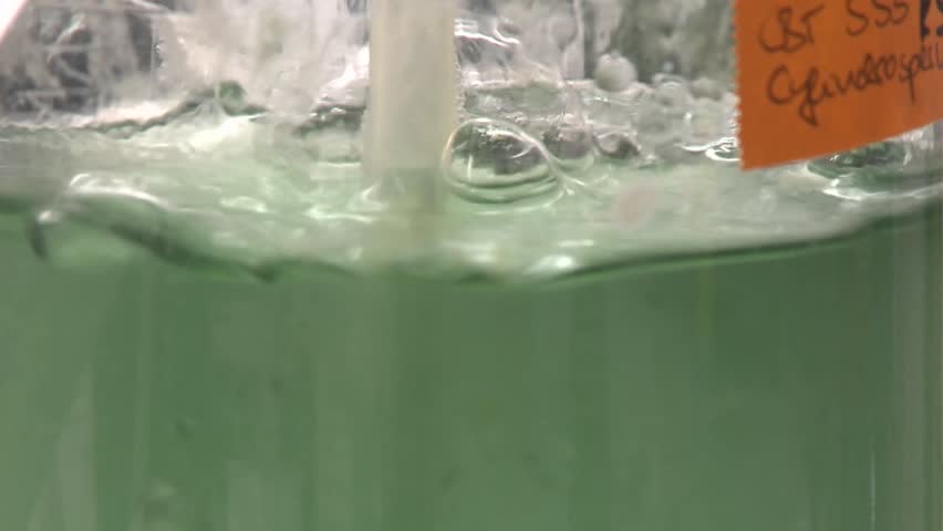Flask containing algae being aired under laboratory lighting conditions. Cultures of cyanobacteria being fed carbon dioxide.