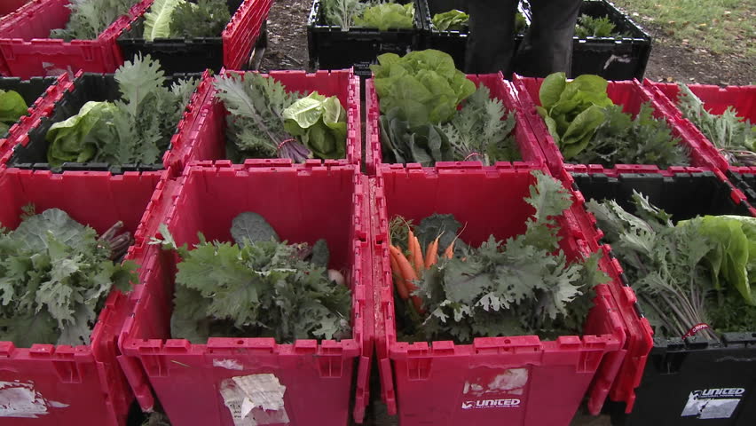 OJAI, CA - CIRCA 2009: Lettuce being added to a community supported agriculture box CIRCA 2009 in Ojai, California. Besides the ecological value of the restored wetlands, they act as a sponge to soak up storm runoff and prevent flooding.