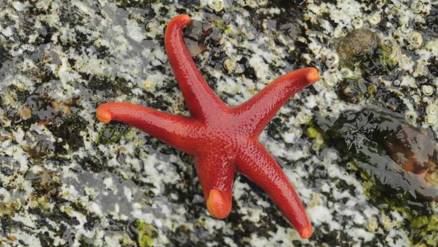 Time lapse motion of an Ochre sea star, Pisaster ochraceus moving across a rock on George Island in Southeast, Alaska.