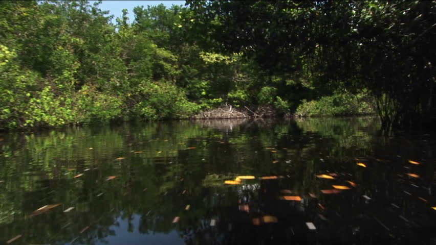 Upscale boats tied in docks in a wetland river area.