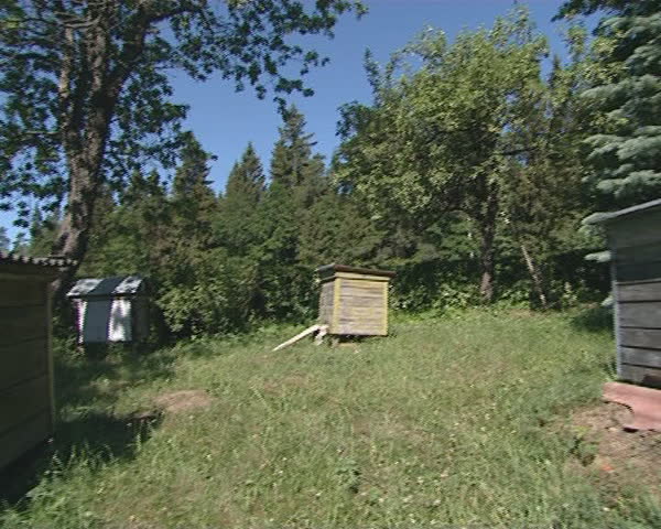 Beekeeping. Hives in the garden and its inhabitants bees. 