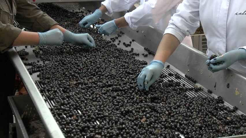 Hand sorting red grapes in Chile.