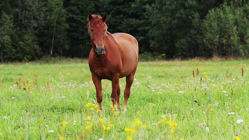 horse grazing in a meadow