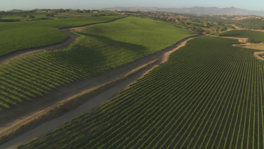 Helicopter low level aerial of Santa Barbara County vineyards, California.
