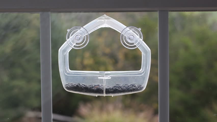 Chickadee flying to land inside a transparent plastic feeding tray to pick up a sunflower seed in its beak