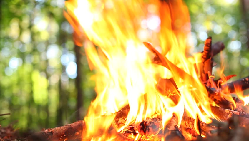 Bonfire lit at a picnic in a forest.