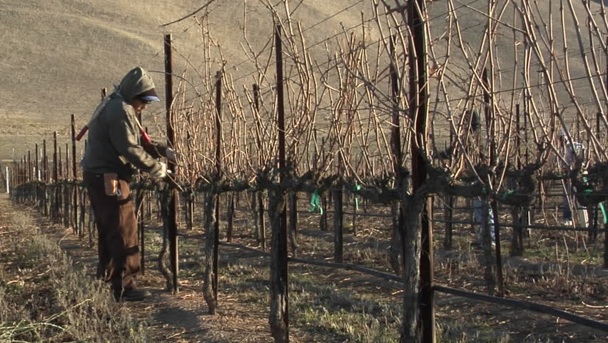 CALIFORNIA - CIRCA 2009: Field workers pruning dormant grape vines in a vineyard circa 2009 in California.