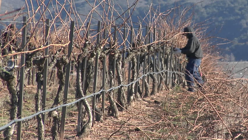Pan across field workers pruning dormant grape vines in a California vineyard.