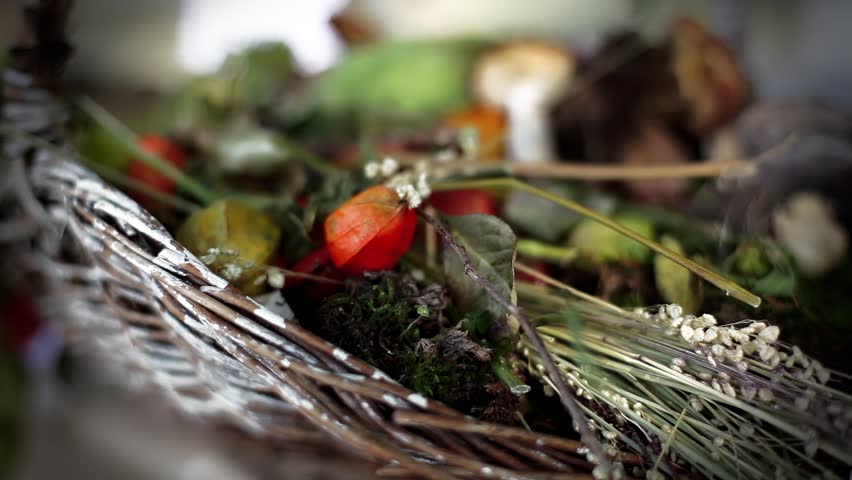Botany Still Life. Selective Focus With Shallow Depth of Field.