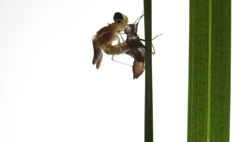 Birth of a dragonfly