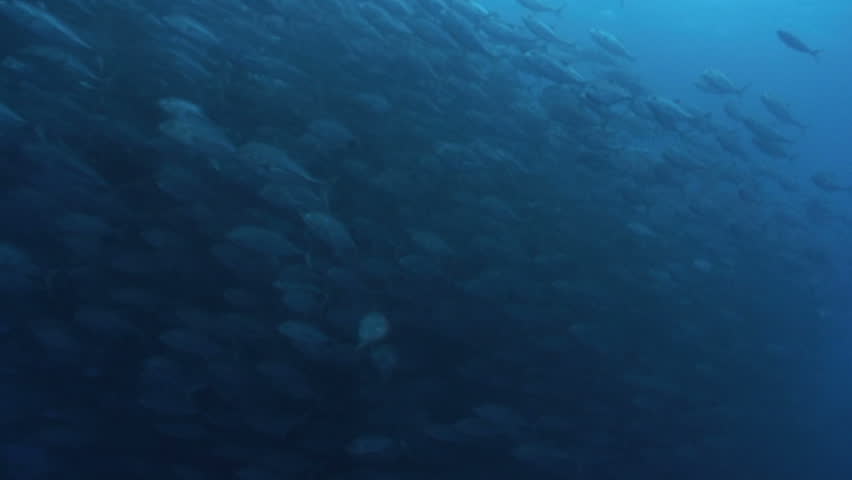 Shoal of Bigeye Jacks