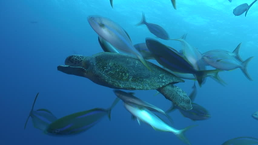 Green turtle