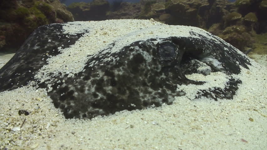 Marbled Ray