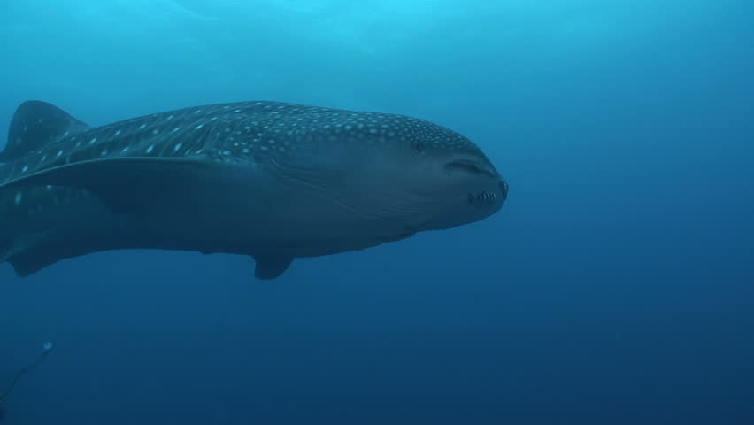 Whaleshark