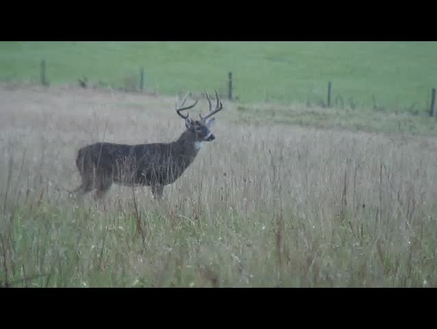 Whitetail buck in a field