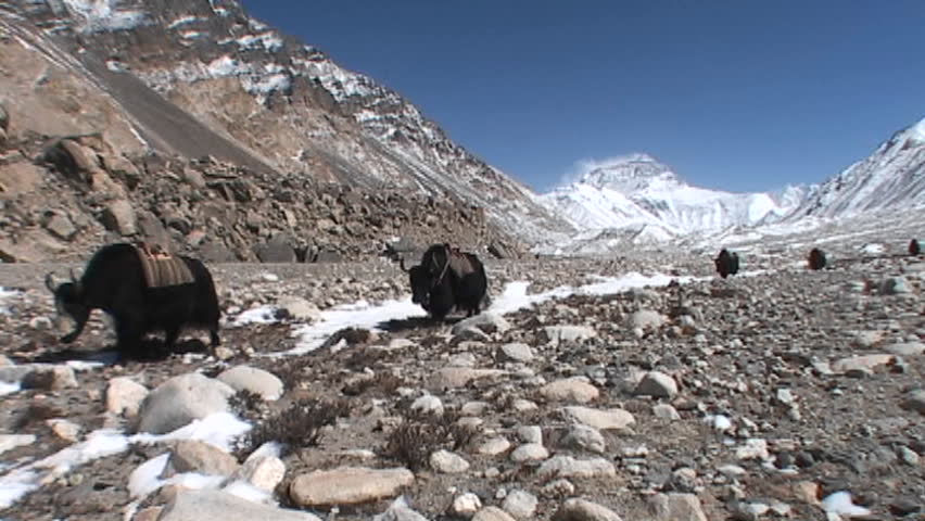 Yaks walking towards Everest base camp with Mt. Everest in the background
