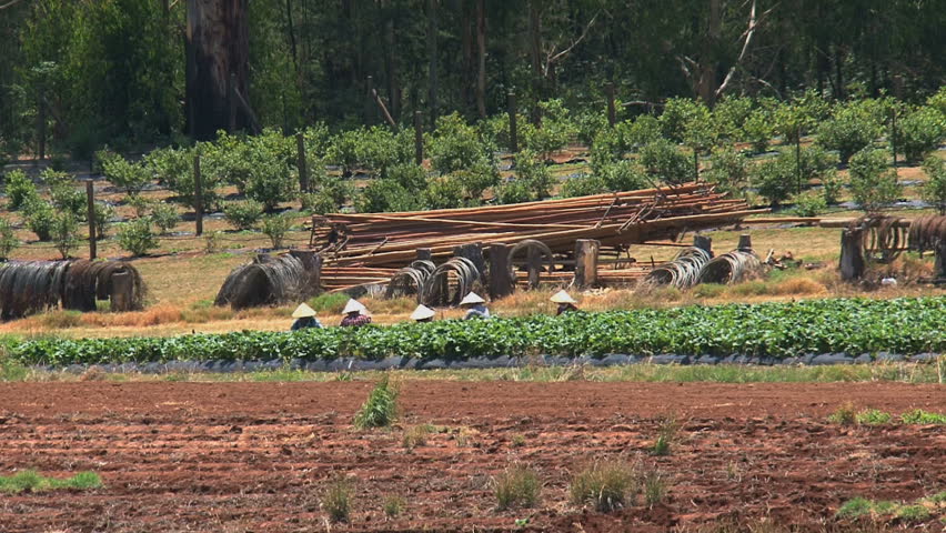 Vietnamese farmers in Australia