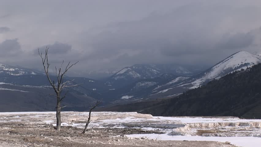 A lone tree in a stark winter landscape