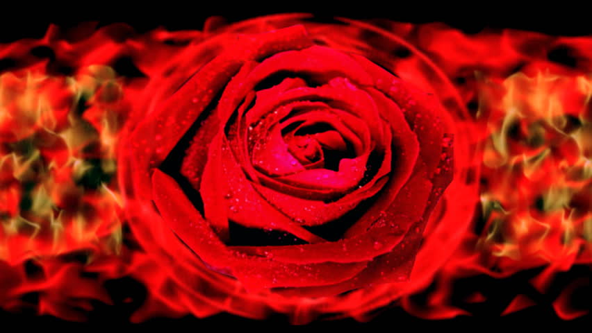 fire ring around the rose. flower engulfed in flames