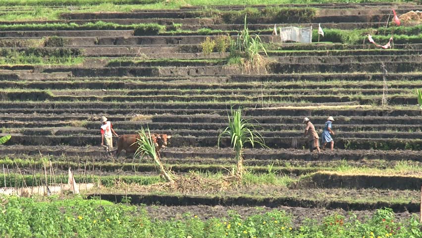 farmers at work with cows on grassland, Bali indonesia