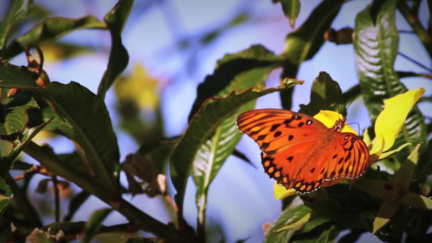A bee stings a butterfly.