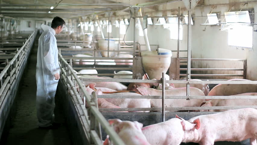 Veterinarian doctor examining pigs at a pig farm. HD 1080i. 