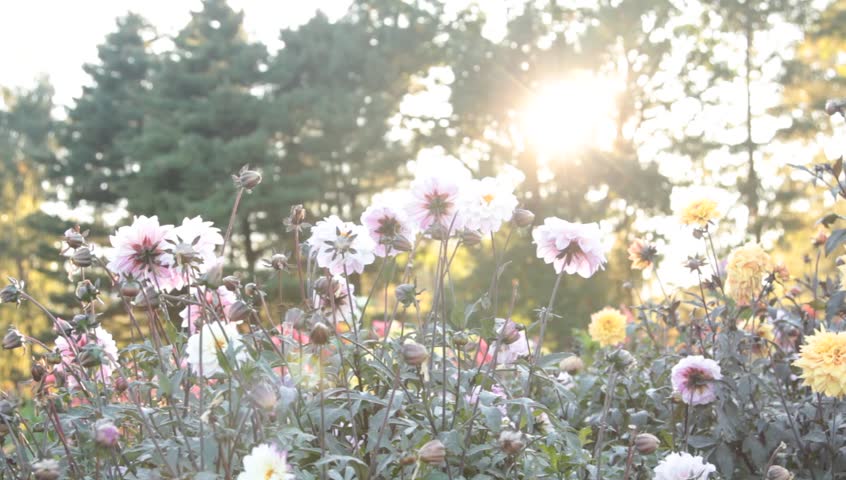 Flowers in garden