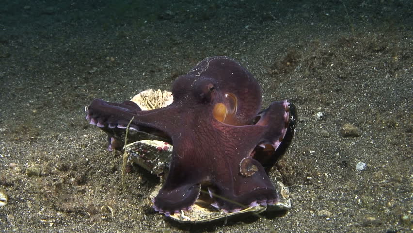 Octopus