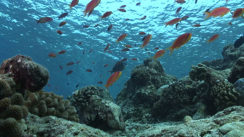 Reef Scene