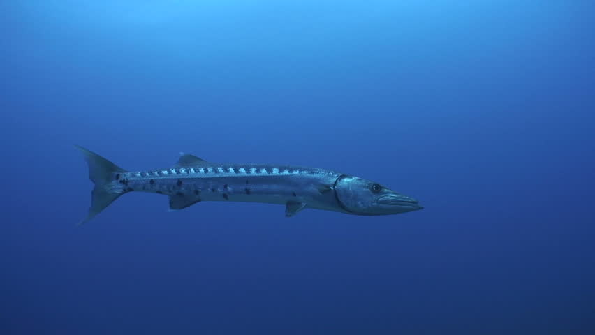 Barracuda